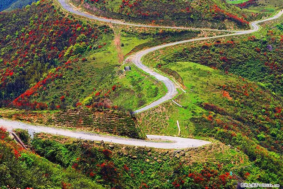 【春天,广西桂林灌阳县向您发出邀请!】春木界上映山红 - 游山玩水 - 日喀则生活社区 - 日喀则28生活网 rkz.28life.com