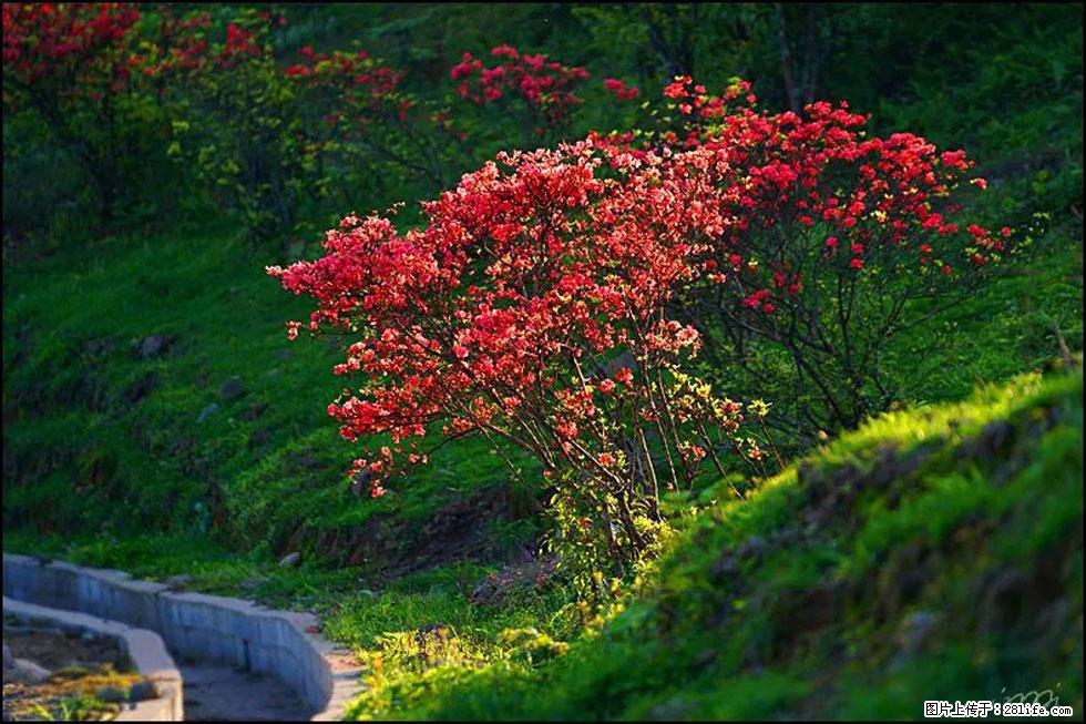 【春天,广西桂林灌阳县向您发出邀请!】春木界上映山红 - 游山玩水 - 日喀则生活社区 - 日喀则28生活网 rkz.28life.com