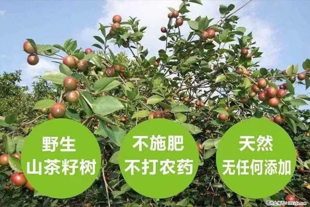 【灌阳县油茶产业示范区】一个有着充实的精神生活的人,对待身外之物自会有一种淡泊的态度 - 美食天地 - 日喀则生活社区 - 日喀则28生活网 rkz.28life.com