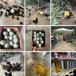 油茶园从小鸡仔开始养起的纯土鸡、土鸡蛋可以预定啦！还有前几天刚榨的纯山茶油哦 - 日喀则28生活网 rkz.28life.com