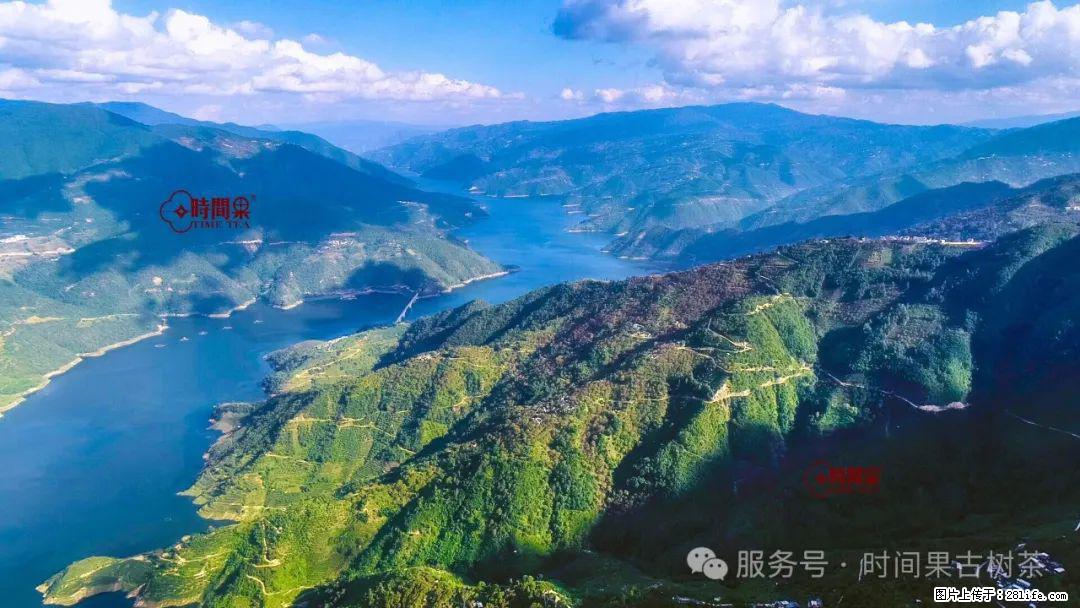 时间果百年古树龙珠普洱生茶 - 购物交流 - 日喀则生活社区 - 日喀则28生活网 rkz.28life.com