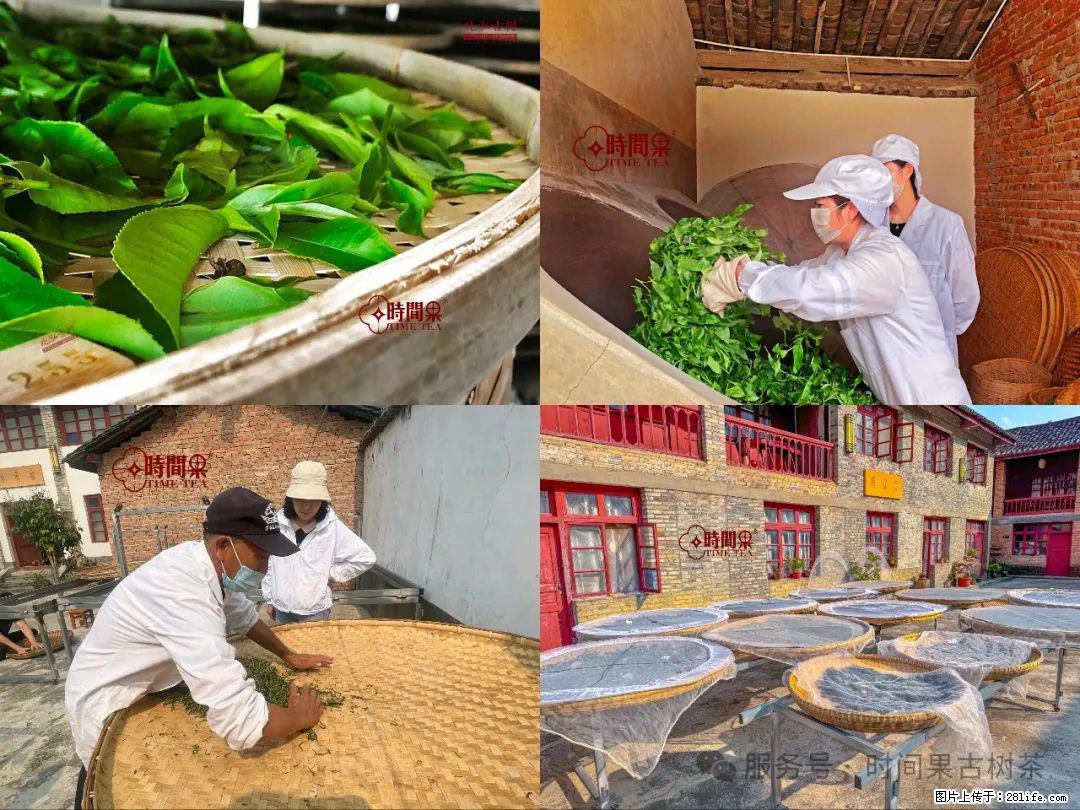 时间果百年古树龙珠普洱生茶 - 购物交流 - 日喀则生活社区 - 日喀则28生活网 rkz.28life.com