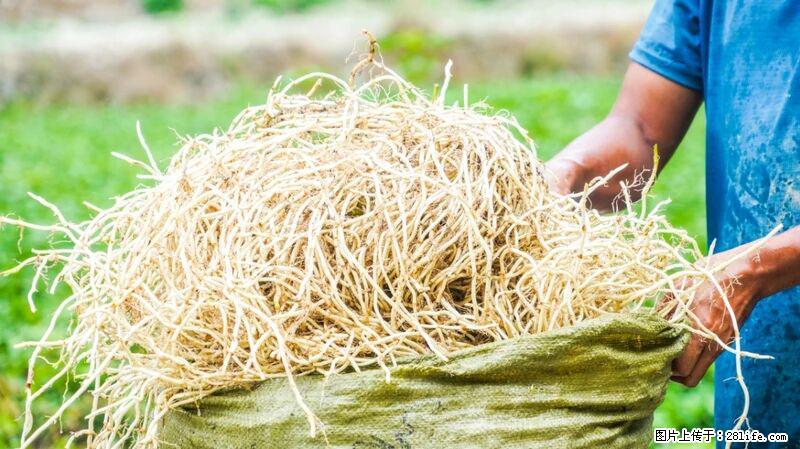 堪称“最难吃”的蔬菜，却是 “抗辐射神器”，还能护肺、清热、止咳化痰！ - 日喀则生活资讯 - 日喀则28生活网 rkz.28life.com